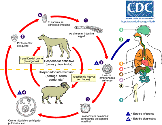 Echinococcus_LifeCycle ESPAÑOL Cestodos